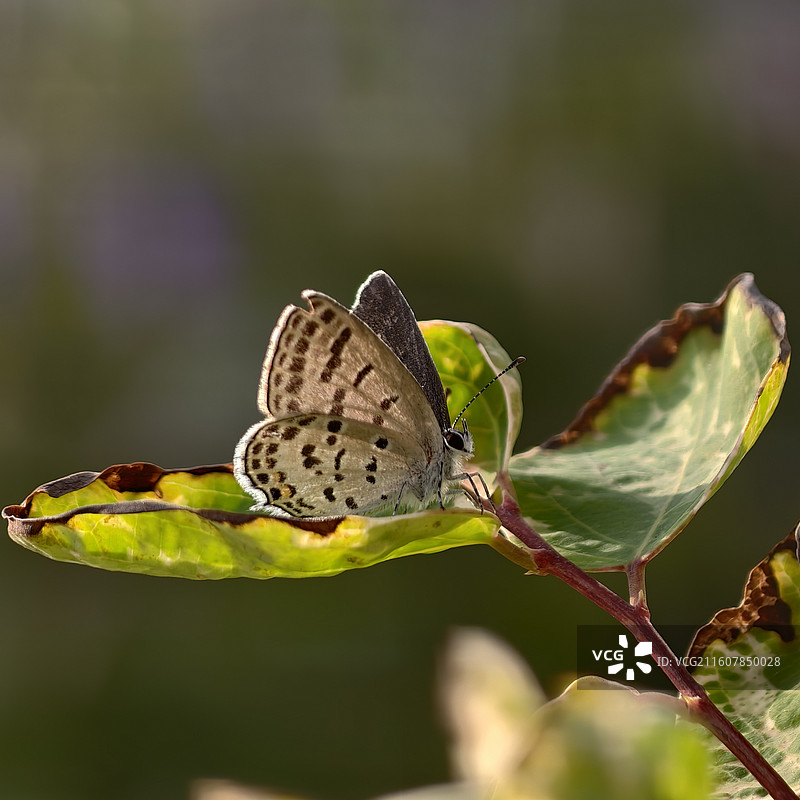 晒太阳图片素材