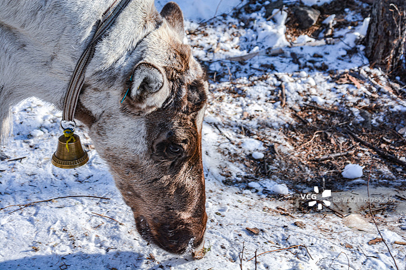 漠河黑龙江最北城市自然雪中鄂温克族驯鹿觅食特写图片素材