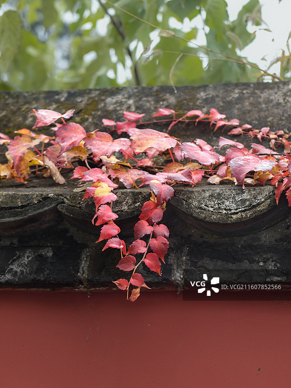 一段古建围墙上爬山虎叶子已经变红了。和红墙灰瓦形成美丽画面图片素材