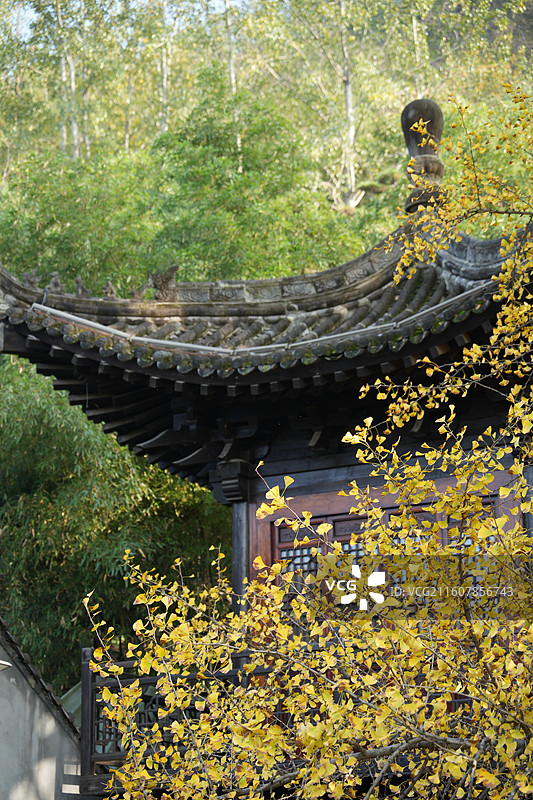 西安古观音禅寺1400年唐太宗手植千年银杏树金秋盛景高清大图图片素材