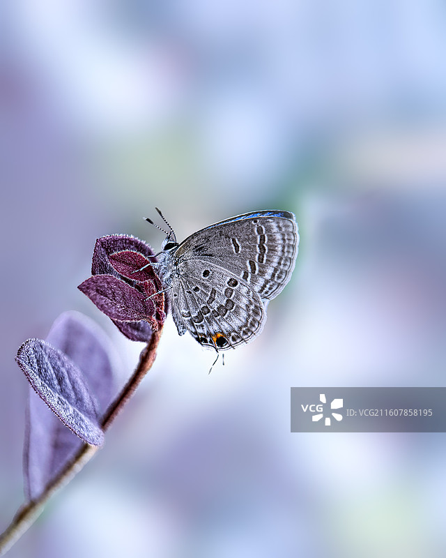 小灰蝶图片素材