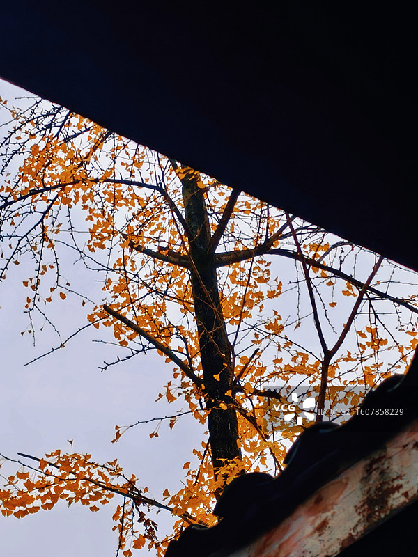 成都金琴老茶馆天井银杏图片素材