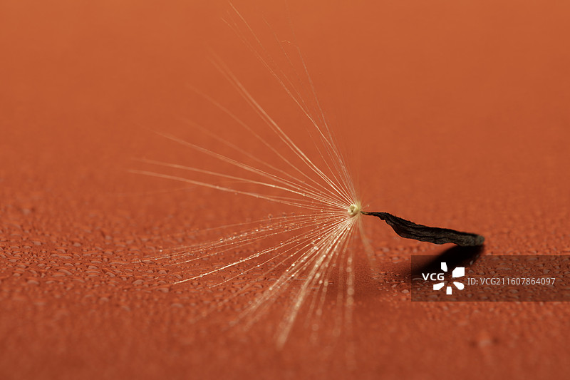 红色背景下翅果菊种子的特写镜头图片素材