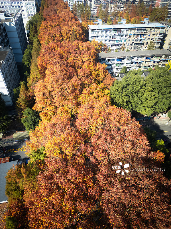 秋天武汉市青山区建设一路梧桐大道航拍图片素材