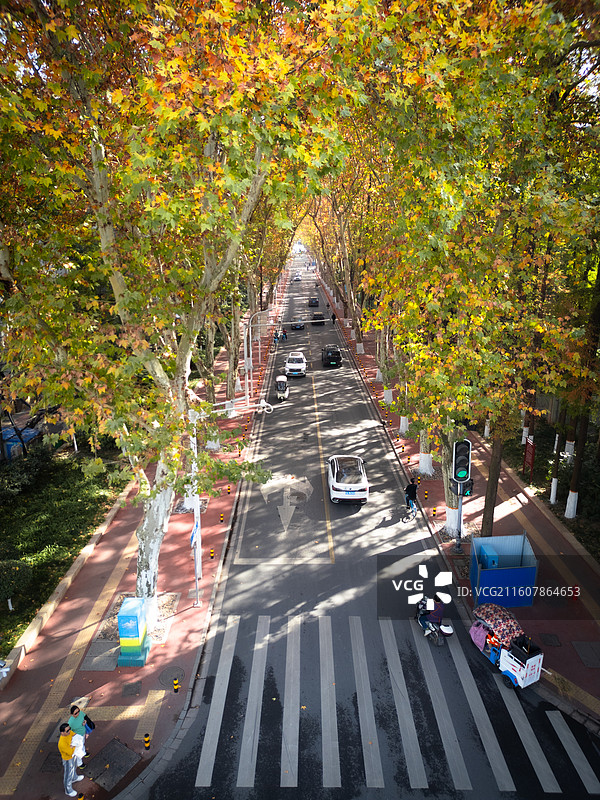 秋日的武汉市青山区梧桐大道航拍图片素材