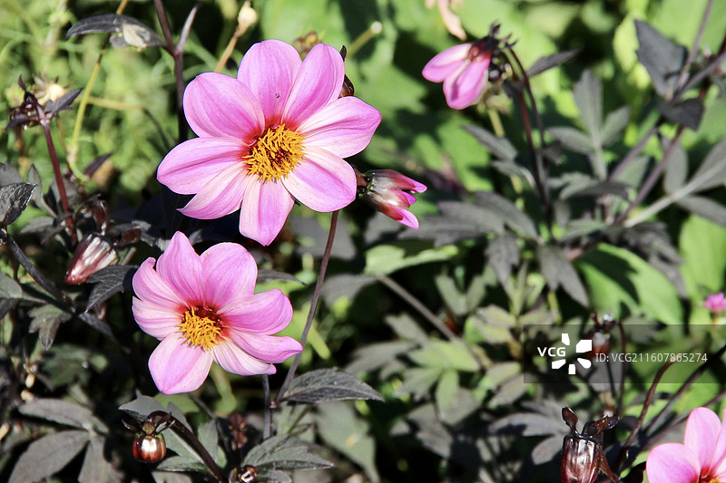 俄罗斯莫斯科高尔基公园粉红色大丽花图片素材