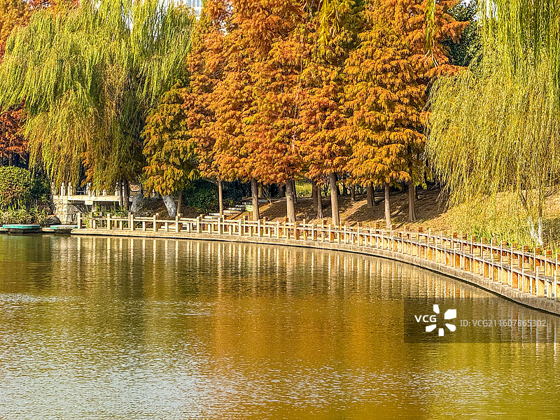秋日的南通啬园风景，公园金色湖畔图片素材