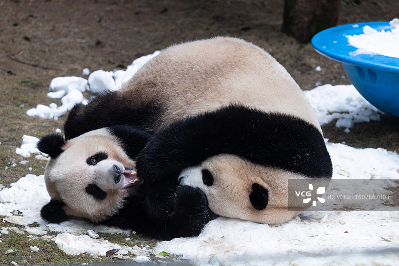 大熊猫熊猫幼崽重庆动物园图片素材