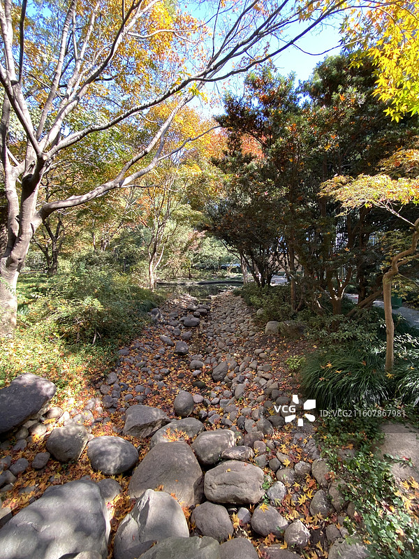 上海市内绿地红枫银杏与高楼大厦同框美出了天际图片素材