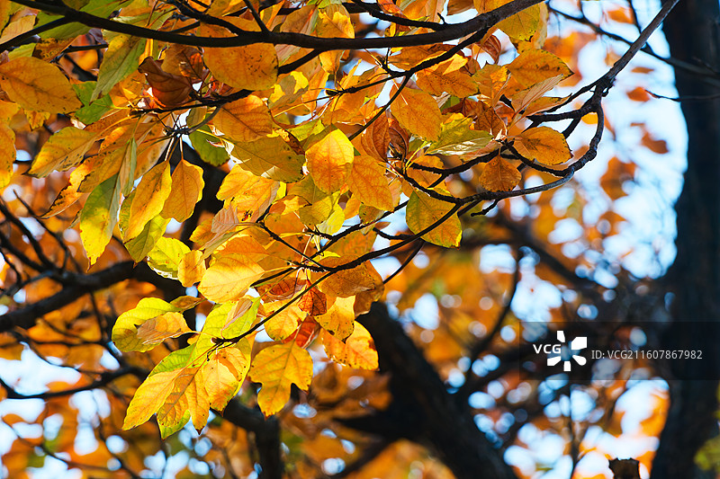 十二月的梓树叶图片素材