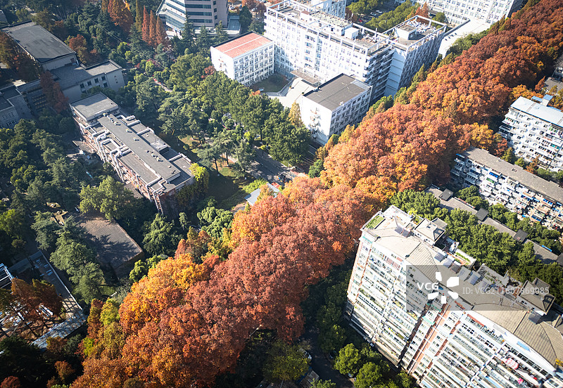 秋天武汉市青山区建设一路梧桐大道航拍图片素材