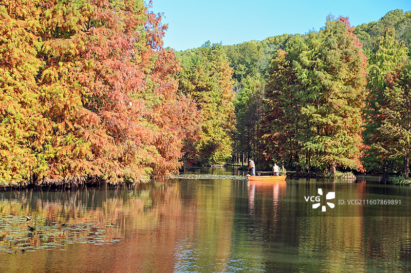 南京燕雀湖秋天变黄的落羽杉图片素材