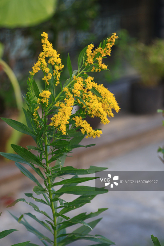 一枝黄花图片素材