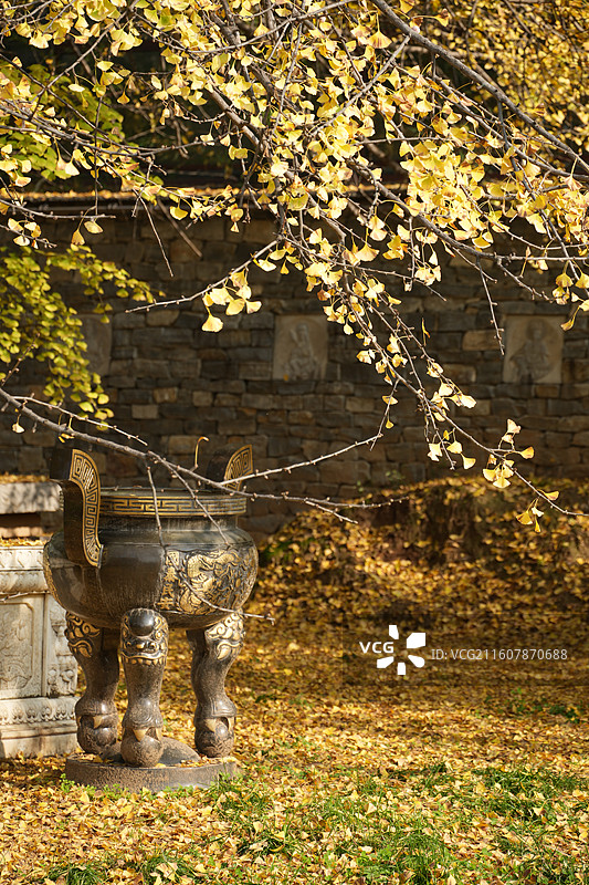 西安古观音禅寺1400年唐太宗手植千年银杏树金秋盛景高清大图图片素材