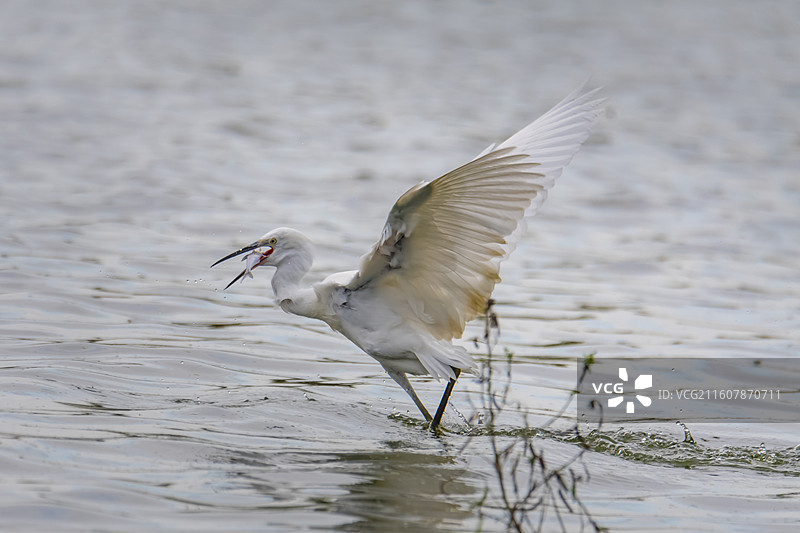 水面上白鹭的收获图片素材