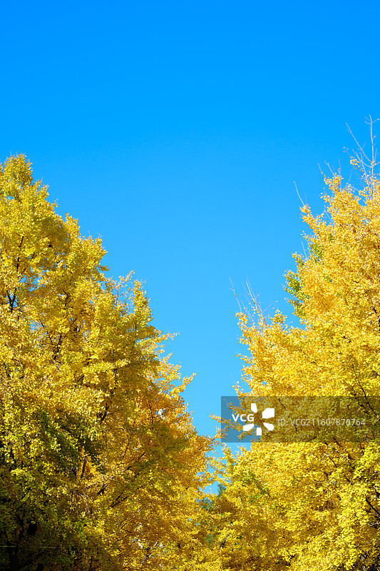 蓝天下的金黄色银杏叶图片素材