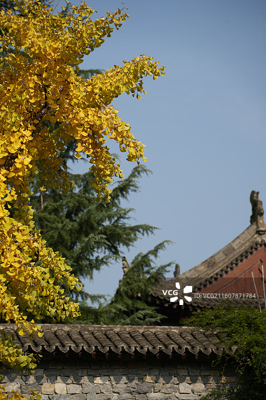 西安古观音禅寺1400年唐太宗手植千年银杏树金秋盛景高清大图图片素材