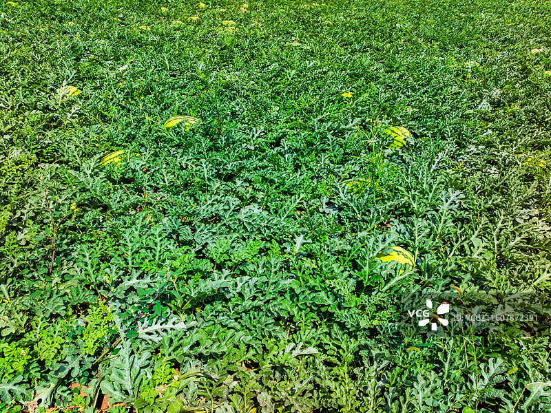 宁夏 中卫 西瓜 硒砂瓜图片素材