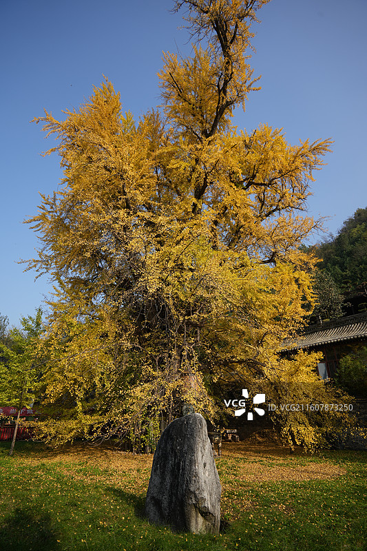 西安古观音禅寺1400年唐太宗手植千年银杏树金秋盛景高清大图图片素材
