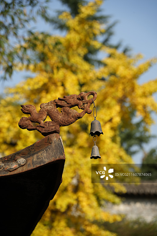 西安古观音禅寺1400年唐太宗手植千年银杏树金秋盛景高清大图图片素材