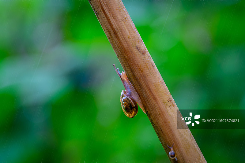 雨中的蜗牛特写图片素材