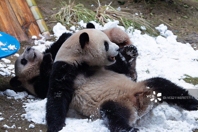 大熊猫熊猫幼崽重庆动物园图片素材