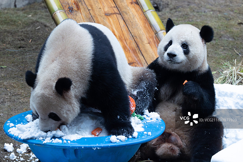 大熊猫熊猫幼崽重庆动物园图片素材