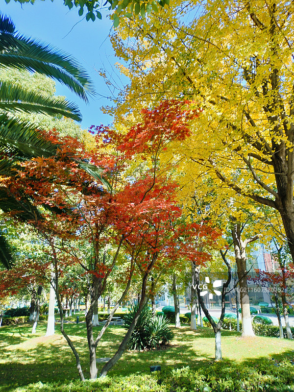 红枫叶，冬天的风景图片素材