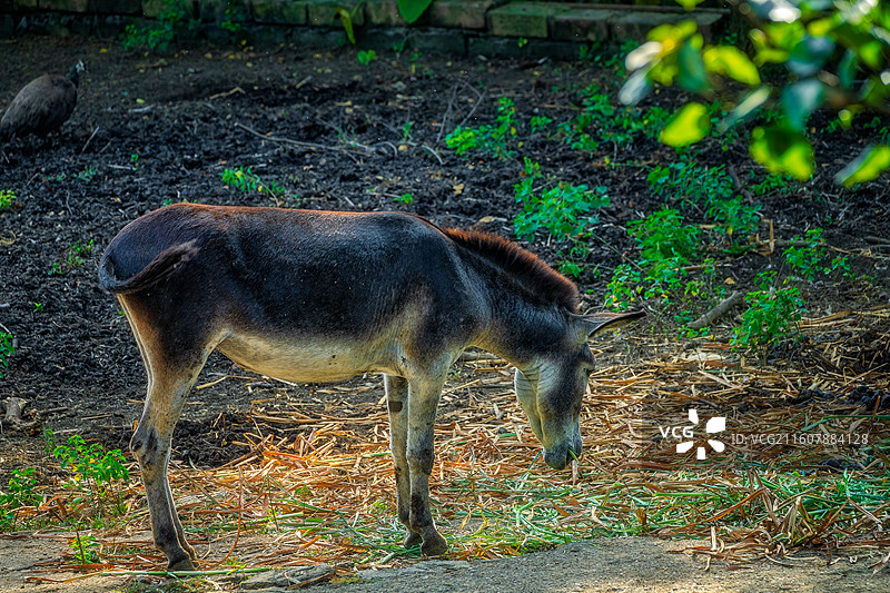 柳州动物园动物一头黑色驴子在户外围栏内低头觅食图片素材