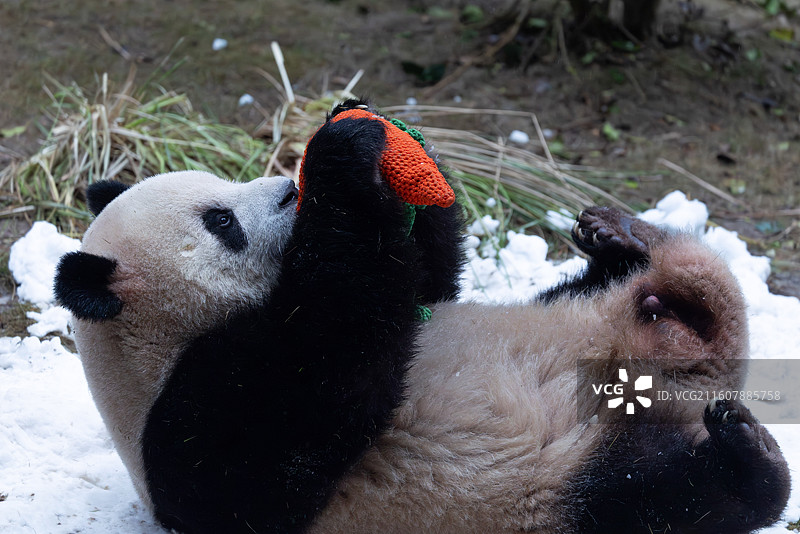 大熊猫熊猫幼崽重庆动物园图片素材