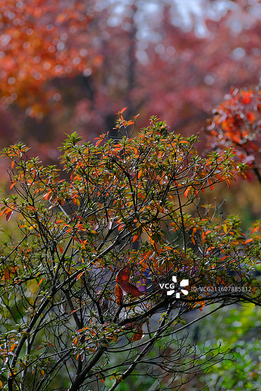 秋天的天平山图片素材