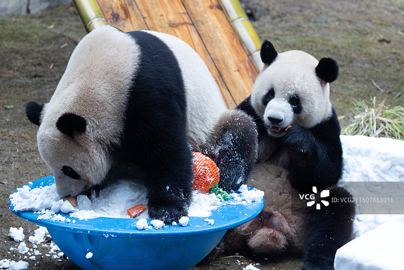 大熊猫熊猫幼崽重庆动物园图片素材