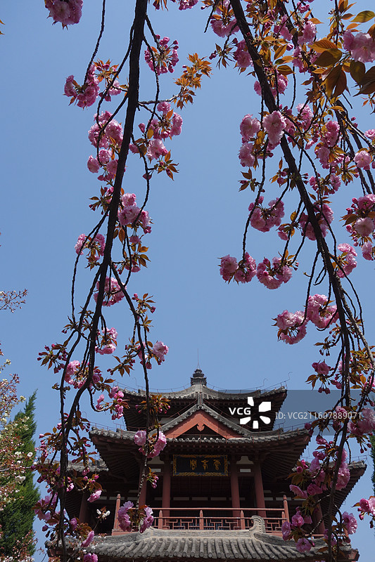 陕西省西安市青龙寺赏樱赏花：云峰阁关山樱花图片素材