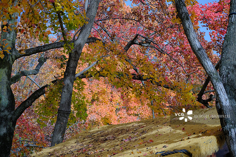 秋天的天平山图片素材