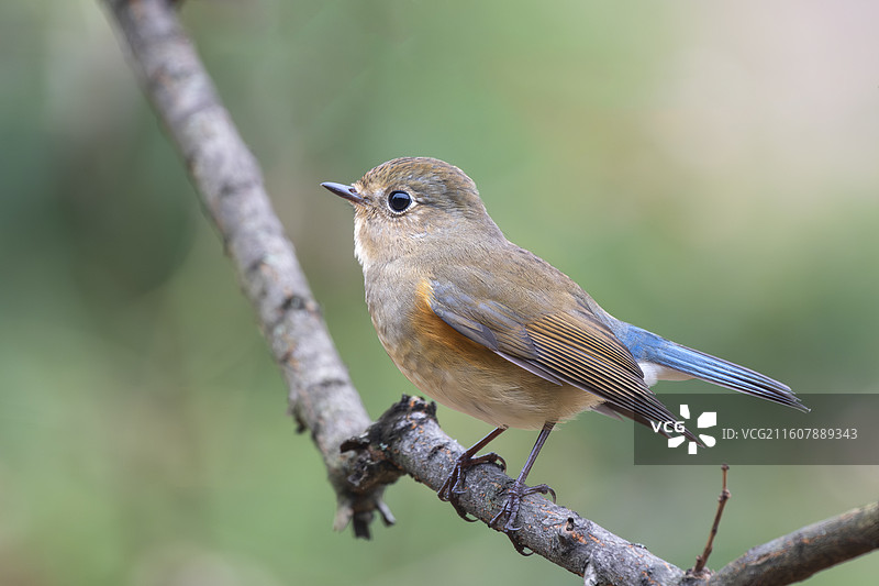 红胁蓝尾鸲图片素材