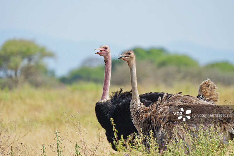 坦桑尼亚塞伦盖蒂，草原上行走的鸵鸟伴侣图片素材
