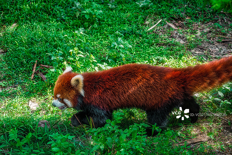 柳州动物园小熊猫在丛林行走的特性镜头图片素材