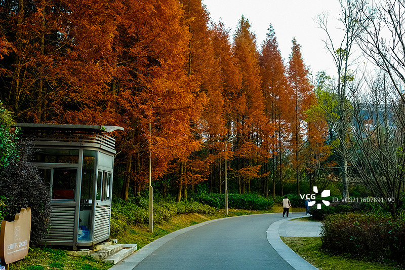 2025年11月30日中国贵州贵阳市南明区双龙镇双龙生态公园秋韵，双龙生态公园秋色正浓，双龙生态公园图片素材