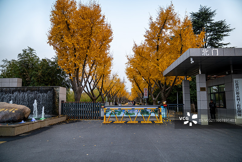 扬州江都南水北调引江水利枢纽银杏大道秋景正当时图片素材