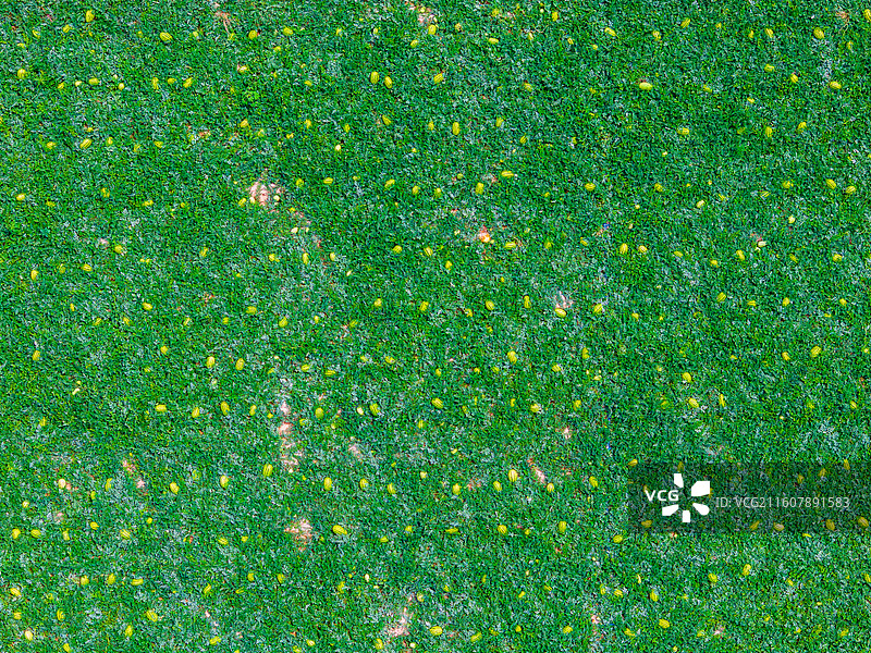 宁夏 中卫 西瓜 硒砂瓜图片素材