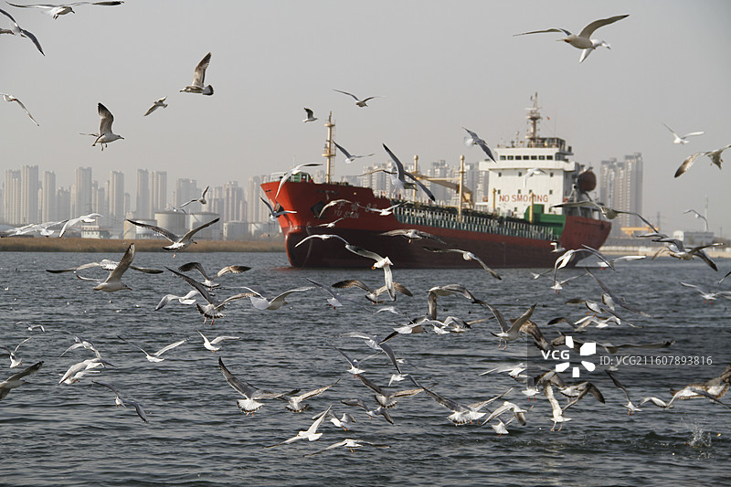 老码头观海鸥图片素材