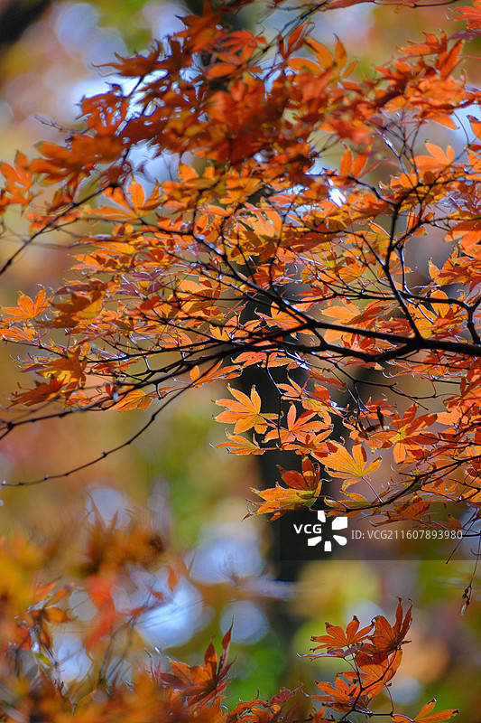秋天的天平山图片素材