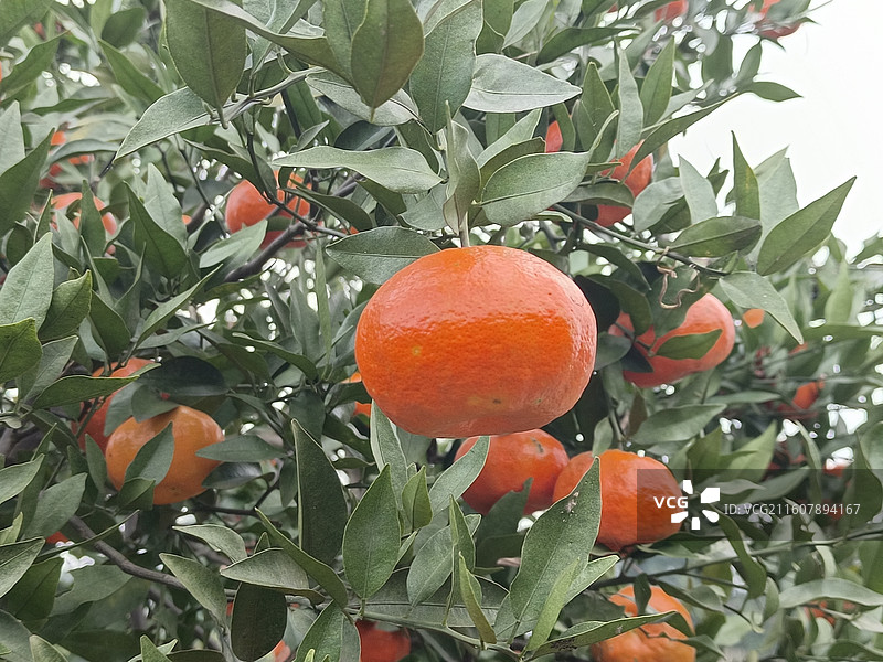 橘子红了图片素材