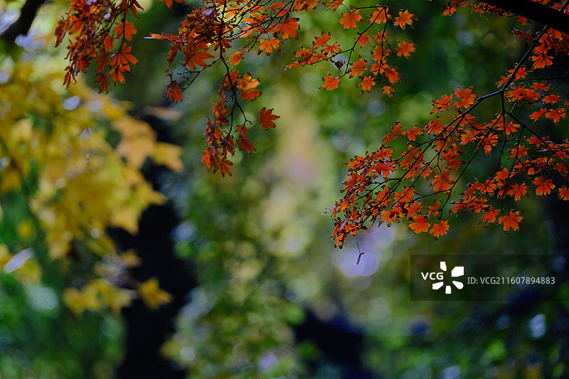 秋天的天平山图片素材