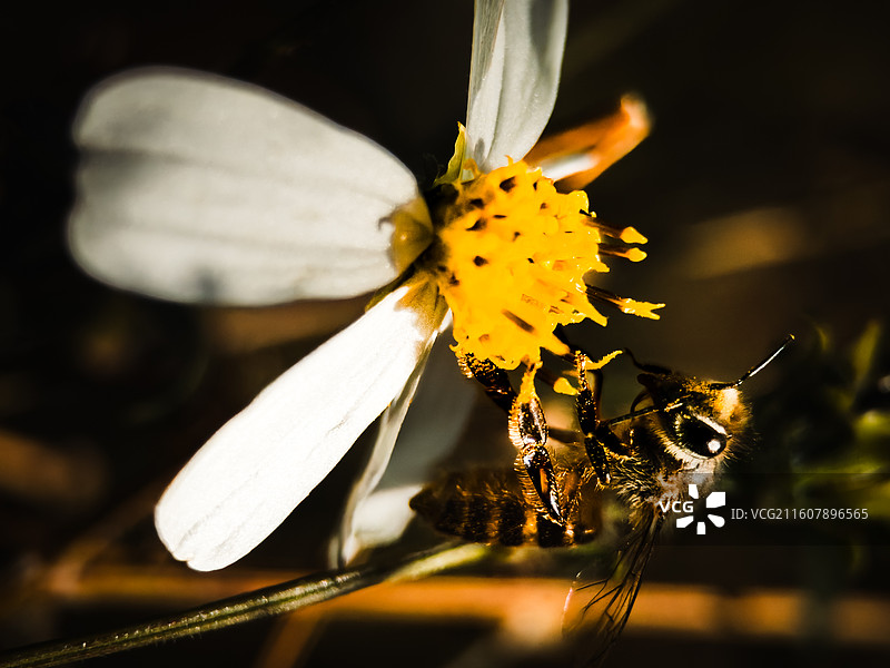 蜂花恋图片素材