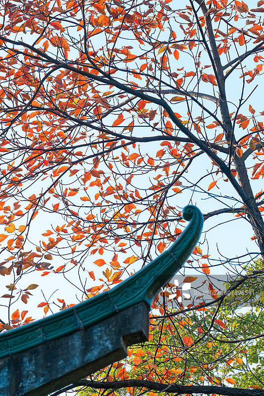 蓝天下的红梓飞檐图片素材