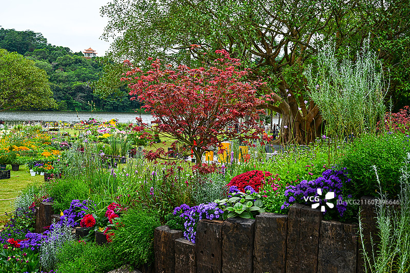 深圳仙湖植物园繁花盛开的五彩花海花展景观图片素材