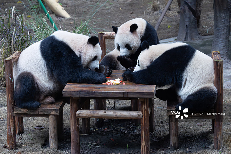 大熊猫熊猫幼崽重庆动物园图片素材