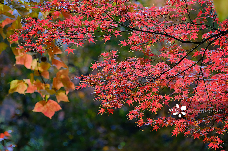 秋天的天平山图片素材