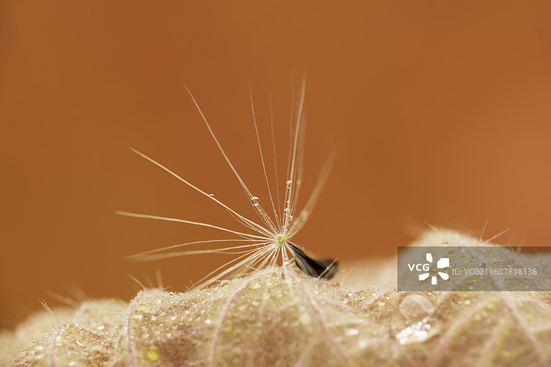 橙色背景下翅果菊种子的特写镜头图片素材